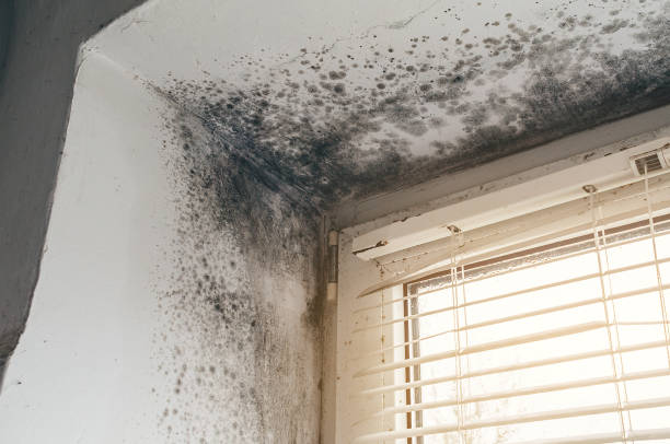 Affordable Basement Mold Removal solutions in Hempstead, TX